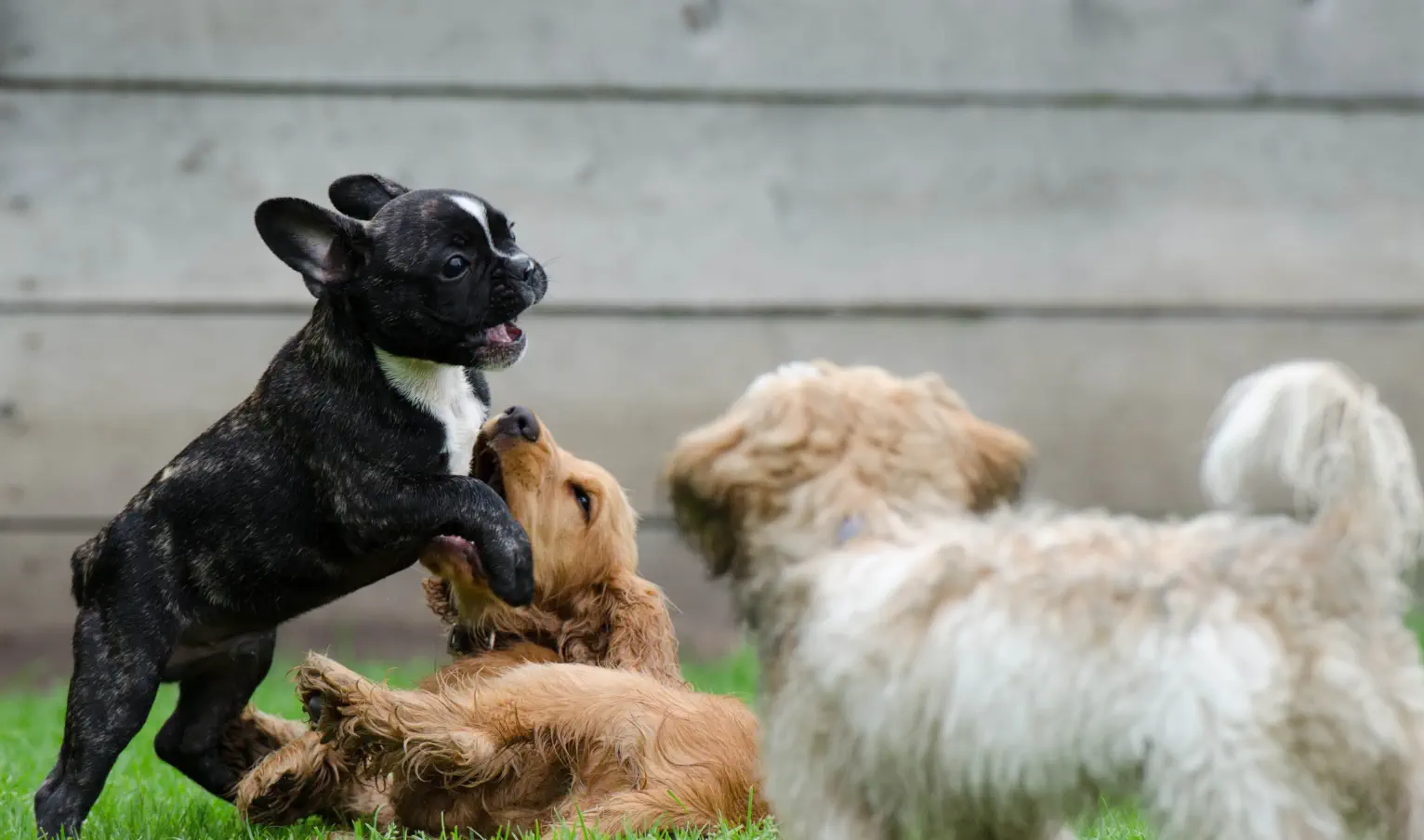 Dogs playing outdoors at the Dog Pyle Pet resort boarding and Daycare center - Iron Mountain Dog Boarding